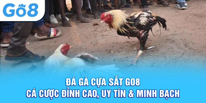 đá gà cựa sắt go8 cá cược đỉnh cao uy tín minh bạch