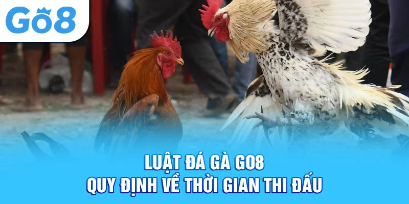 Luật đá gà Go8 - quy định về thời gian thi đấu