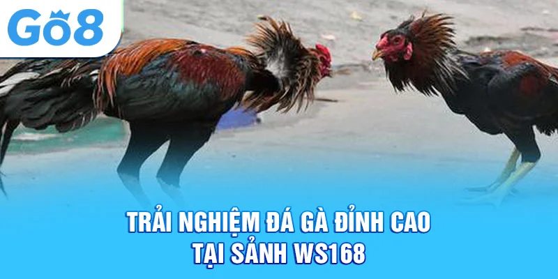 Trải nghiệm đá gà đỉnh cao tại sảnh ws168